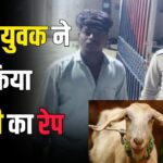 Unnatural Sex With Goat